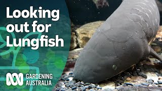 Lungfish – growing habitat for a prehistoric fish with lungs  Discovery  Gardening Australia [upl. by Aldwin]