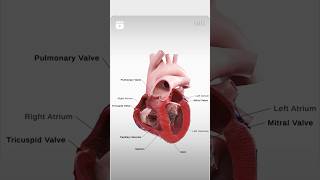 Heart structuresFull video of heart anatomy is uploaded fazil6 [upl. by Irrol]