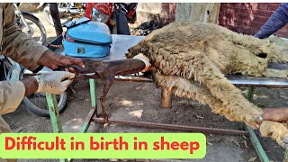 Sheep struggling to give birth a dead baby  dystocia in sheep sheep [upl. by Oakie937]