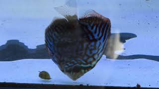 7 Seas Aquatics Nashville TN 11224 Video 9 [upl. by Infeld943]