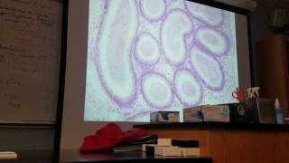 Testes Histology 02 [upl. by Ariet364]