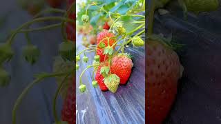 Fresh Natural Fruits shorts short fruts naznintube [upl. by Anelrahs]