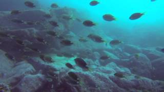 Scuba Diving at Eaves Ravine Currarong Jervis Bay GOPRO HERO3 April 2013 [upl. by Kevin392]