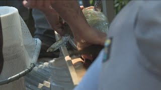 Chinook salmon released in Boise River for first time in five years [upl. by Aysan]