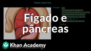 Fígado e pâncreas [upl. by Ahtnammas]