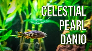 Celestial Pearl Danios – Best Nano Fish for Planted Tanks [upl. by Patnode]