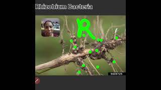 Microbes in human welfare  Rhizobium Bacteria in Leguminacea family  Class 12th By Jyoti📖📚👍 [upl. by Eronel]