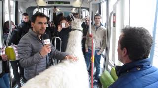 Serge le lama dans le tramway dAngers [upl. by Albion]