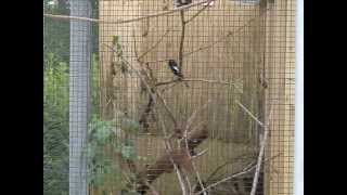 Magpie Robin Copsychus saularis adamsi  Mohrendajal  from Germany [upl. by Bonn40]