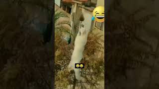 Dog vs rat funny video 🤣🤣 funnyshorts viraltiktok majedaarvideo [upl. by Bertsche632]