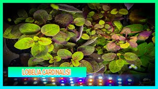 LOBELIA CARDINALIS  AQUARIUM PLANT CARE GUIDE [upl. by Coulter]