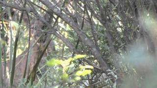 Mountain Lion Big Bend West Texas [upl. by Adyol]