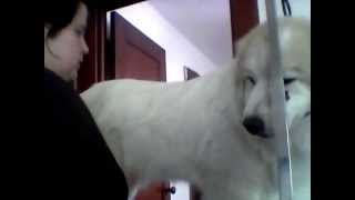 How to line groom your Great Pyrenees [upl. by Gerome]