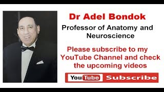 Subscribe to Dr Adel Bondok Channel [upl. by Cantlon104]