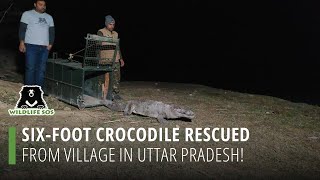 SixFoot Crocodile Rescued From Village In Uttar Pradesh [upl. by Schofield]