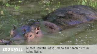 Flusspferdgeburt im Zoo Basel [upl. by Holly-Anne]