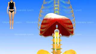 Le diaphragme respiration normale et respiration forcée [upl. by Nilyahs]