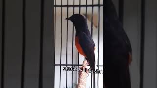 Sound bird Copsychus malabaricus singing birds sound copsychusmalabaricus copsy [upl. by Ennayhs931]