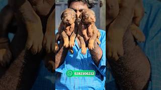 Doberman puppy for sale  Doberman  doberman puppy sale kerala  Doberman sale [upl. by Anivahs]