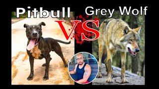 Pitbull VS Grey Wolf [upl. by Reviel]