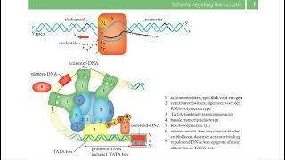 Binas tabellen  DNA replicatie transcriptie translatie [upl. by Adnahc]