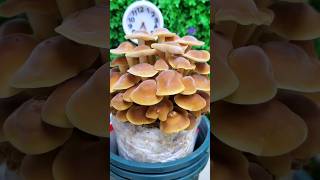 Time lapse video of mushroom plant🍄  life cycle of mushroom shorts like share subscribe [upl. by Letnohs]