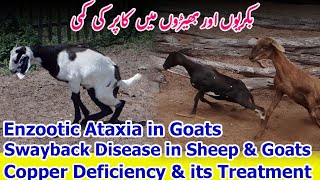 Copper Deficiency in Goat  Enzootic Ataxia in Goats and Sheep  Swayback in Goats and sheep [upl. by Roter]