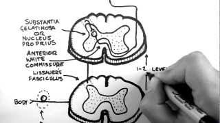 Spinal Pathways 3  Spinothalamic Tract [upl. by Wendalyn]