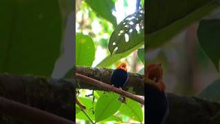 Redcapped Manakin Call 🌳 shorts manakin birdsounds [upl. by Ytirehc]