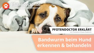 Pfotendoctor erklärt Bandwurm beim Hund  erkennen amp behandeln [upl. by Arrio]