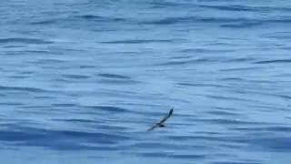 Bandrumped StormPetrel Oceanodroma castro aka Madeiran StormPetrel [upl. by Terraj]