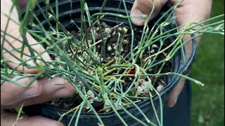 Ephedra sinica 101 the complete tutorial for growing and how it has been used [upl. by Mcclary]