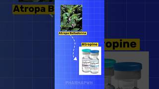 Medicinal Plants 🌱 Atropa Belladonna  Medicine Atropine 💉 pharmacology education [upl. by Hillegass]