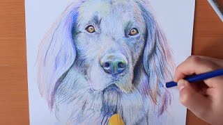 Drawing Dog Flat Coated Retriever  RACHEL RIE [upl. by Robbins]