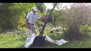 Planting giant bamboo in Florida [upl. by Vin669]