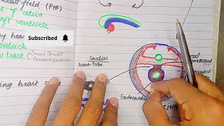 Formation and Position of heart Tube  CVS Embryology [upl. by Kcirevam416]