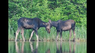 Shanty Sanctuary 2023 Lake Nipigon Ep 6 [upl. by Suoiradal]