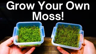 How To Propagate Moss  Simple amp Easy Method [upl. by Ashton]