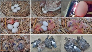 Picked up the eggs of two pigeons and  placed four eggs  under one pigeon [upl. by Htiekal439]