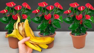 With the magical use of banana peels your anthurium will bloom brilliantly all year round [upl. by Dnomder746]