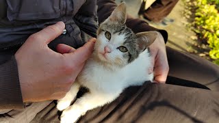 Relaxing Cat Video 276 [upl. by Atteirneh]