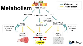 Metabolism Thermodynamics Redox ReductionOxidation Reactions Fermentation [upl. by Seaman]