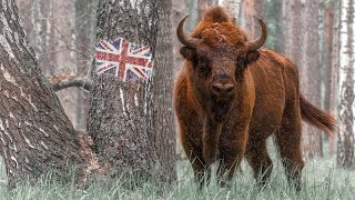 Wildlife of Belarus  Nature in East Europe Documentary  Film Studio Aves [upl. by Giraud702]