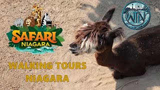 Safari Niagara  Walking Tours Niagara [upl. by Hales727]