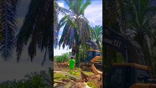 When are palmwell trees cut downviralshortfarmingpalmgardenmalaysiafruitpalm [upl. by Enelrahc]