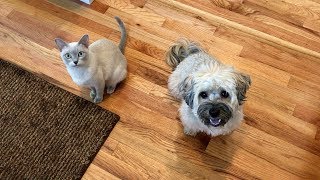 New Kitten Meets Havanese Dog for the First Time  Become Friends [upl. by Philoo750]