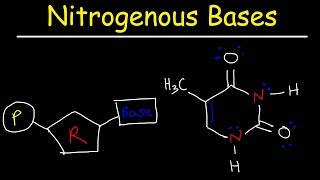 Nucleosides vs Nucleotides Purines vs Pyrimidines  Nitrogenous Bases  DNA amp RNA [upl. by Chase]