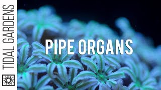 Pipe Organ Coral Tubipora musica Care Tips [upl. by Keavy763]