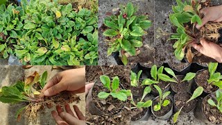 quotPrimula Plant Care Root Pruning Propagation Potting and Making Multiple Plants from Onequot [upl. by Petite]