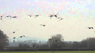 White fronted Geese in Flight [upl. by Lesly]